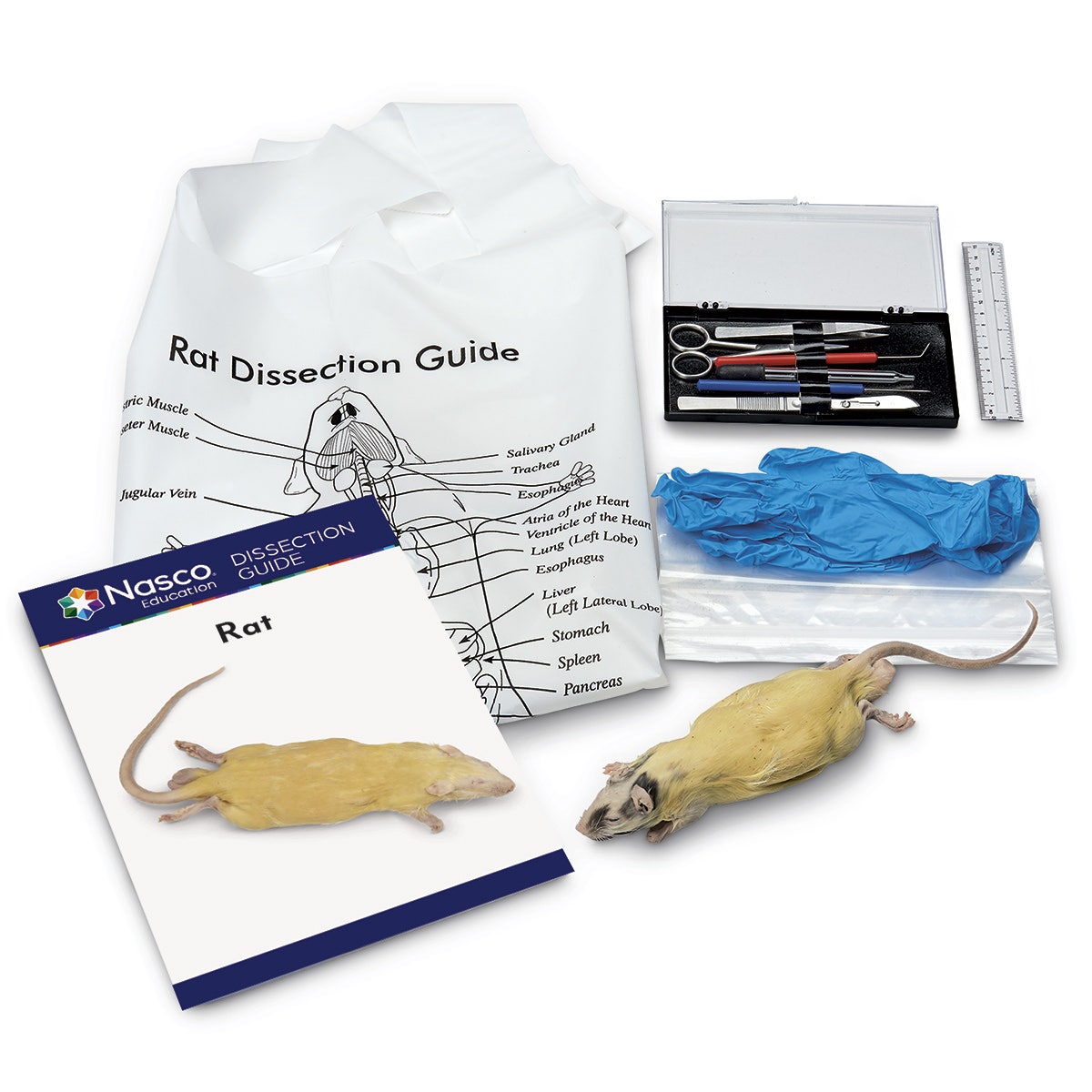 LS03848-Nasco "Try It" Dissection Kit - Preserved Rat
