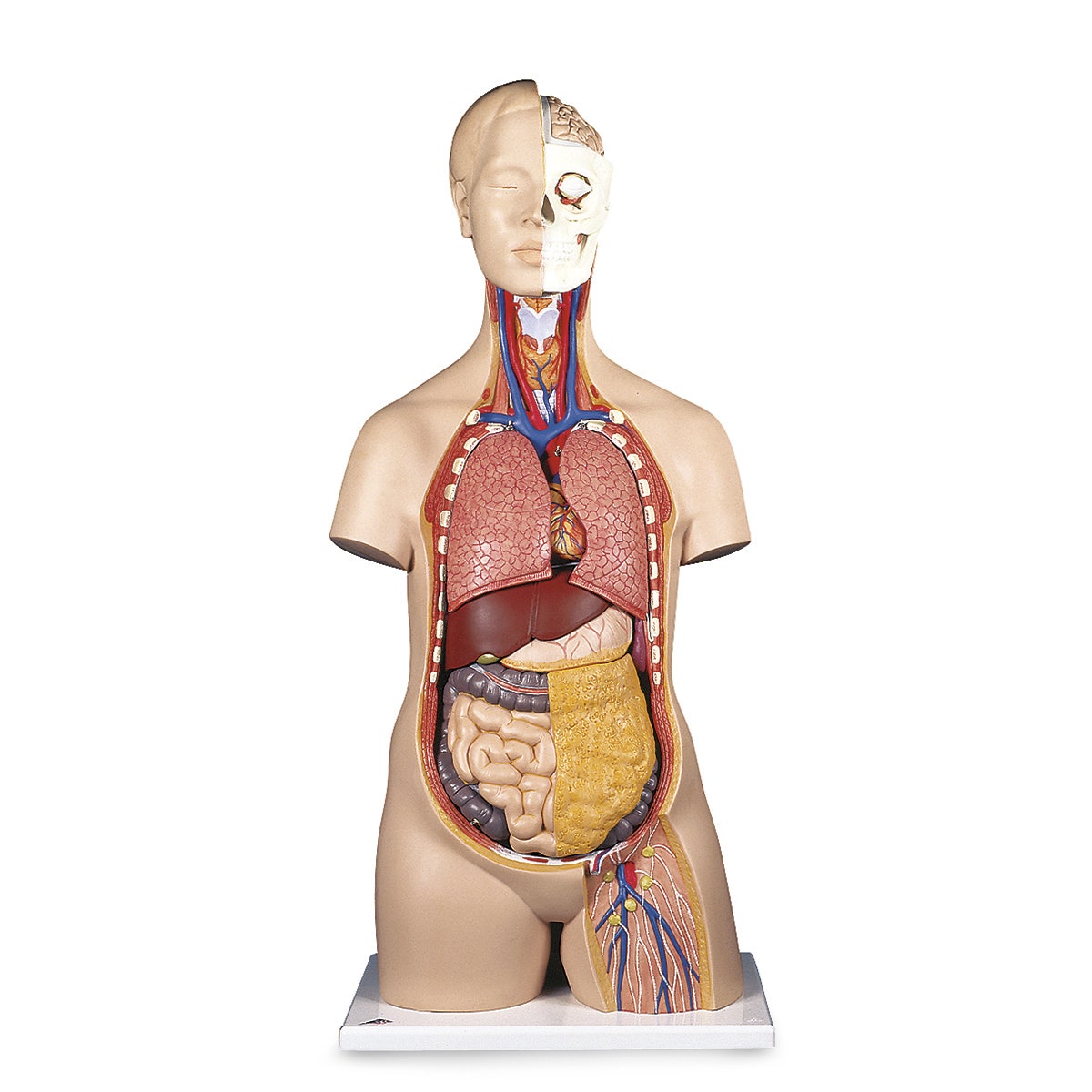 LY01009-Classic 3B Scientific® Unisex Torso (12-Part)