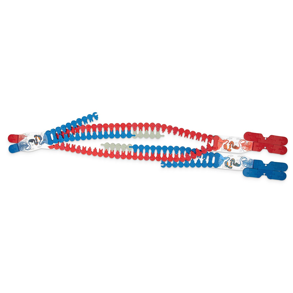 NE30093-Chromosome Connections Kit