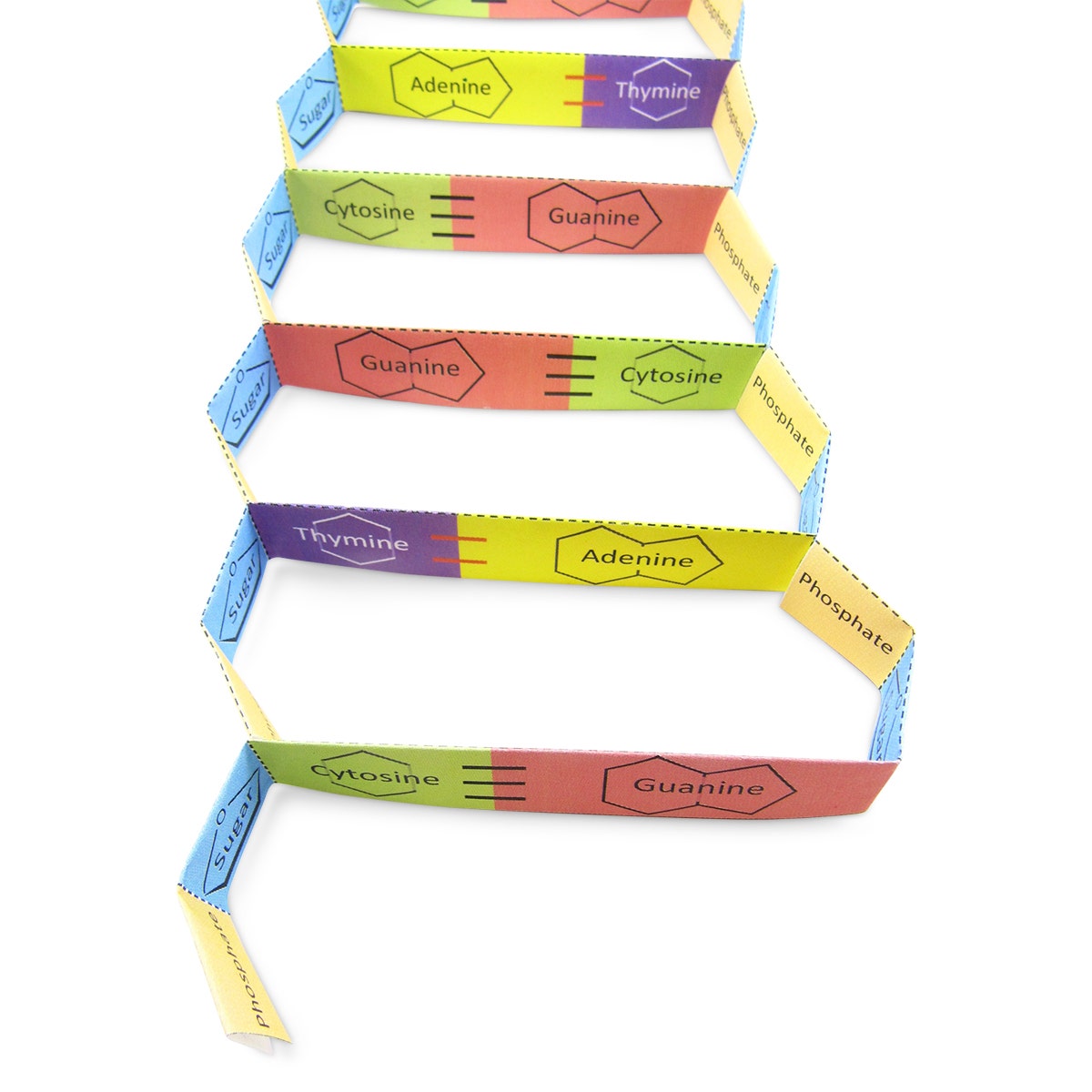 NE30428-NewPath Learning® DNA Structure 3D Model Kit 