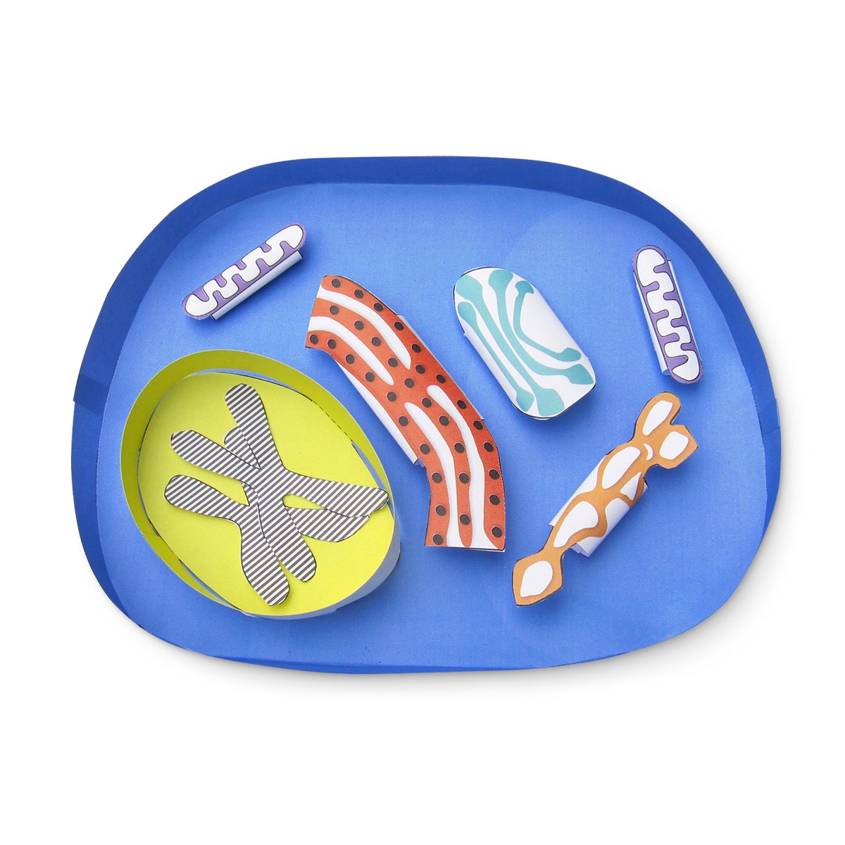 NE30429-NewPath Learning® Animal Cell 3D Model Kit 