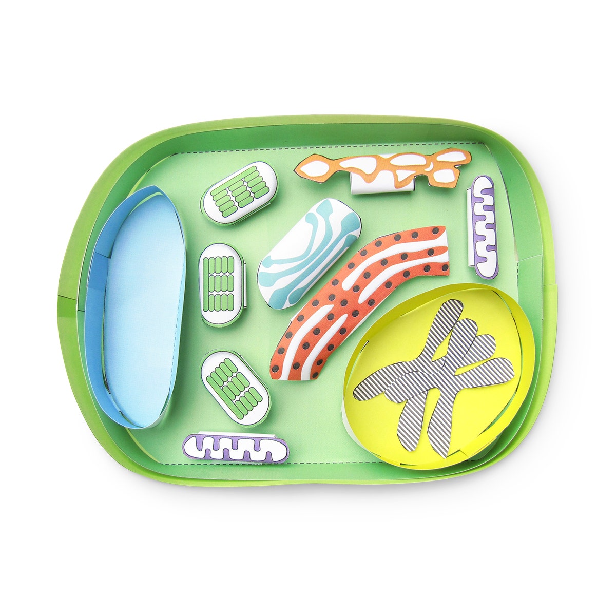 NE30430-NewPath Learning® Plant Cell 3D Model Kit 