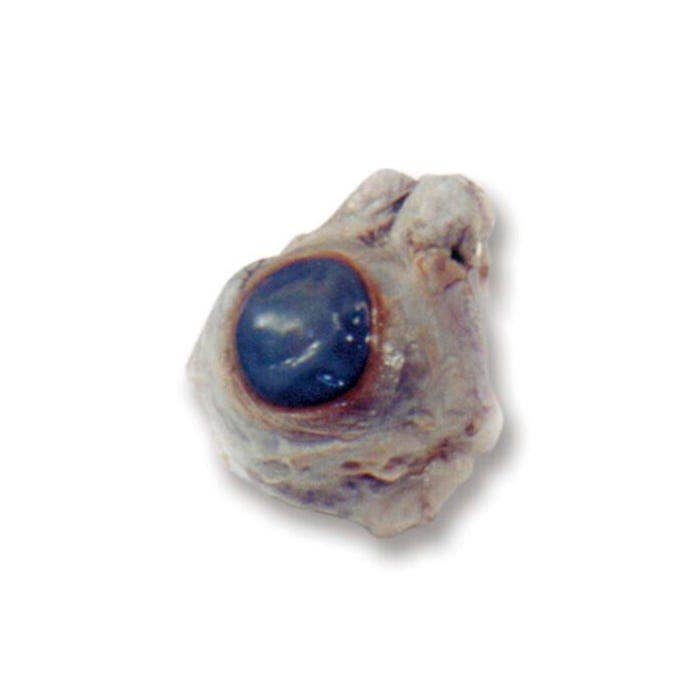 X0000NE30803-Frey Scientific Choice Preserved Cow Eye, Vacuum Sealed