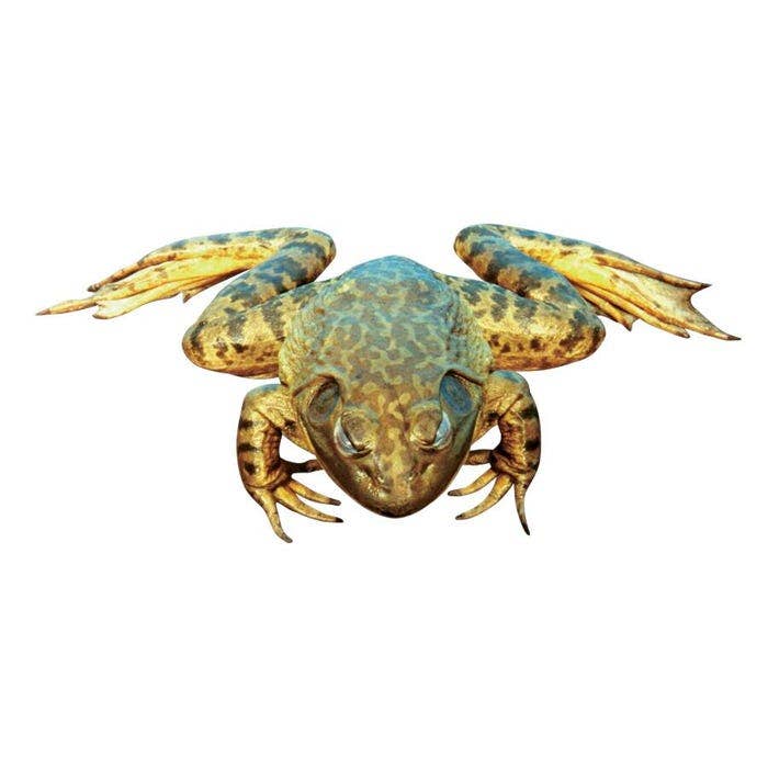 X0000NE30806-Frey Scientific Choice Single & Double Injected Preserved Bullfrog, 6 to 7 Inches, Vacuum Sealed