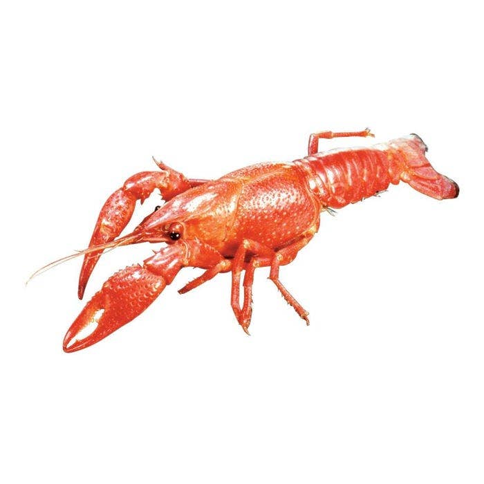 NE30809-Frey Scientific Choice Preserved Crayfish, 4 to 6 Inches, Vacuum Sealed Pack of 10