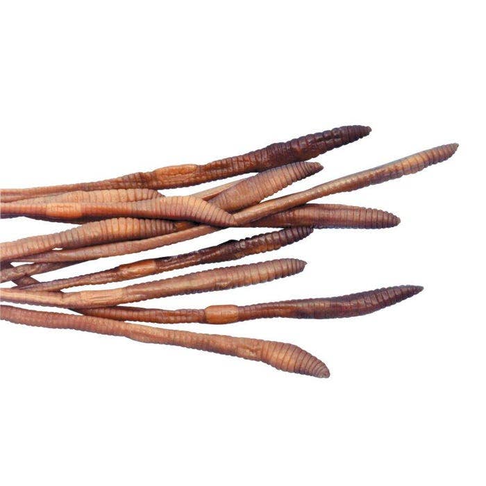 NE30810-Frey Scientific Choice Preserved Earthworms, 8 to 10 Inches, Vacuum Sealed Pack of 10