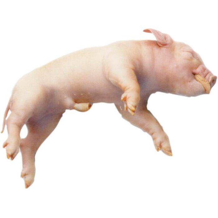 X0000NE30811-Frey Scientific Choice Preserved Fetal Pigs, 11 to 13 Inches, Vacuum Sealed