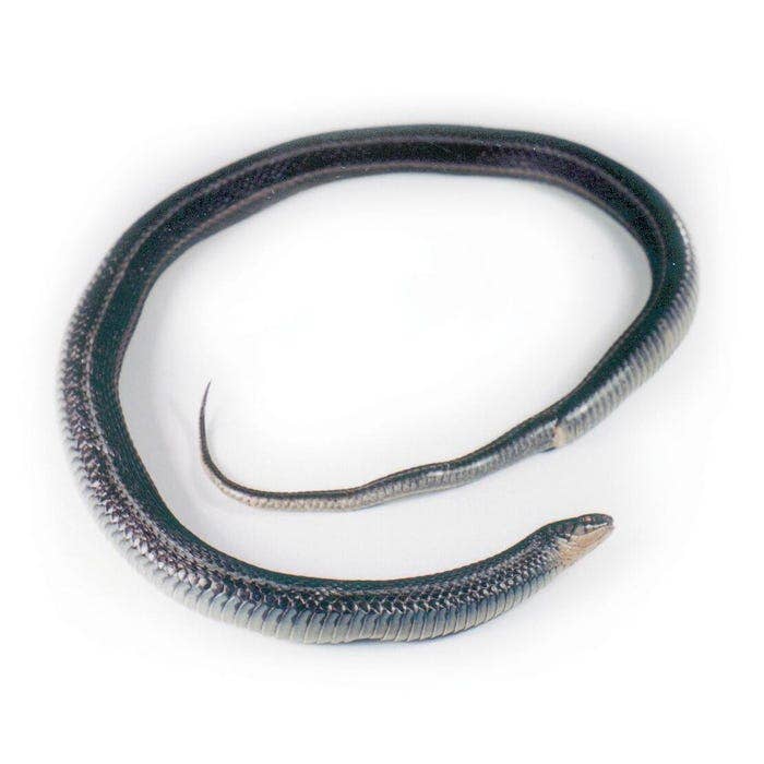 NE30821-Frey Scientific Choice Preserved Snake, 18 to 22 Inches, Vacuum Sealed Pack of 10