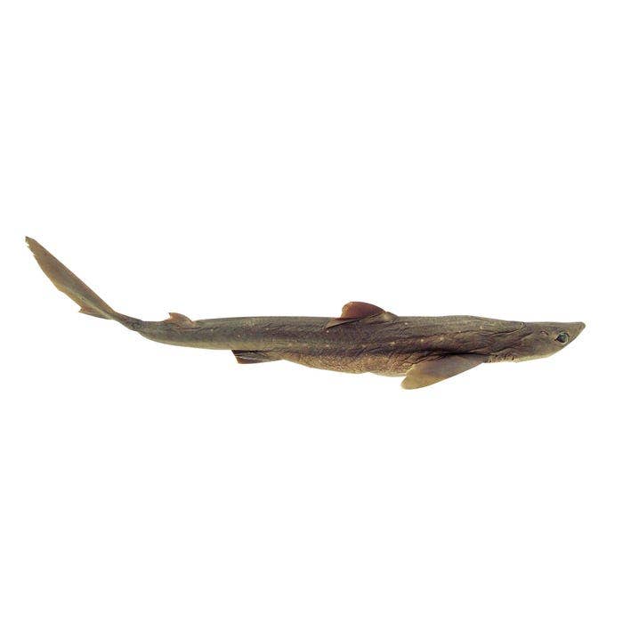 NE30830-Frey Scientific Choice Preserved Shark, 18 to 22 Inches, Vacuum Sealed