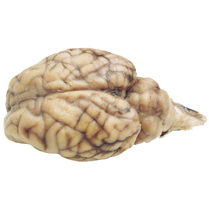 NE30835-Frey Scientific Choice Preserved Sheep Brain without Hypo, Vacuum Sealed