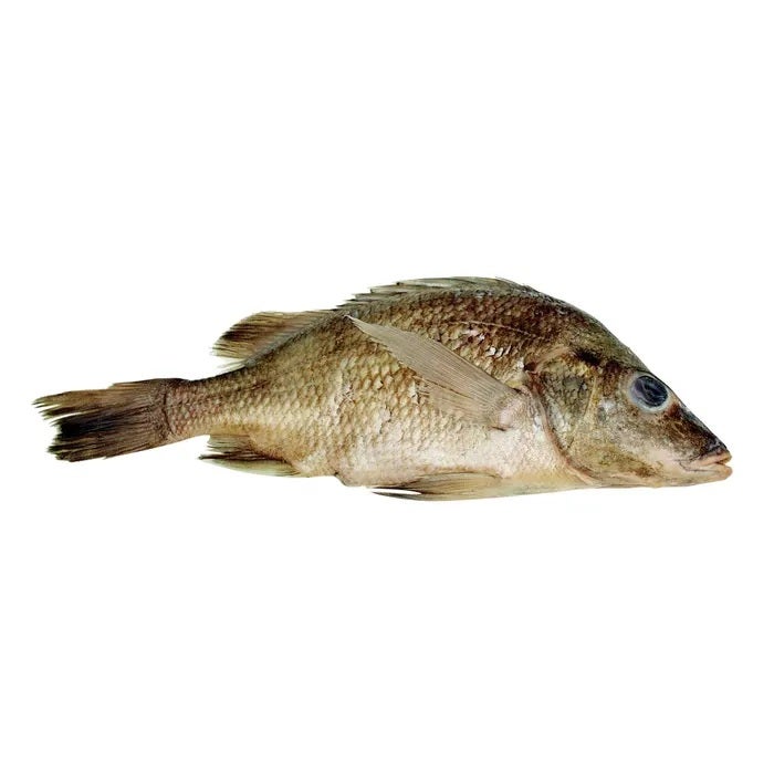 NE30837-Frey Scientific Choice Preserved Perch, 9 to 12 Inches, Vacuum Sealed Pack of 10