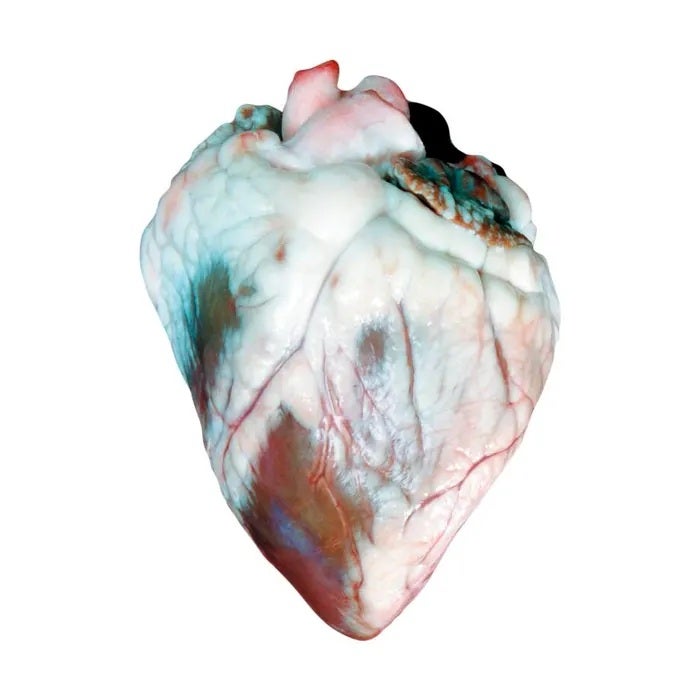 NE30838-Frey Scientific Choice Preserved Sheep Heart, Vacuum Sealed