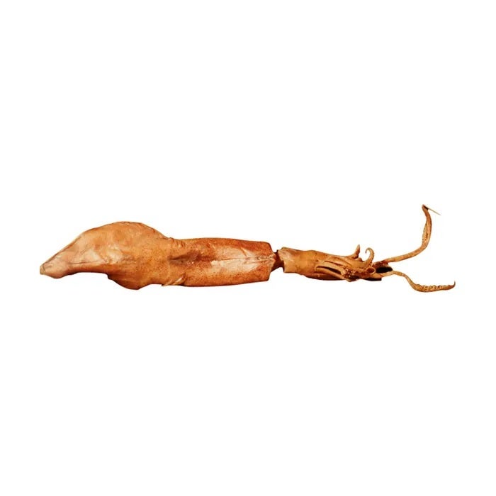 NE30844-Frey Scientific Choice Preserved Squid, 5 to 8 Inches, Vacuum Sealed