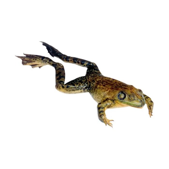 NE30845-Frey Scientific Choice Preserved Bullfrog, 6 to 7 Inches, Vacuum Sealed