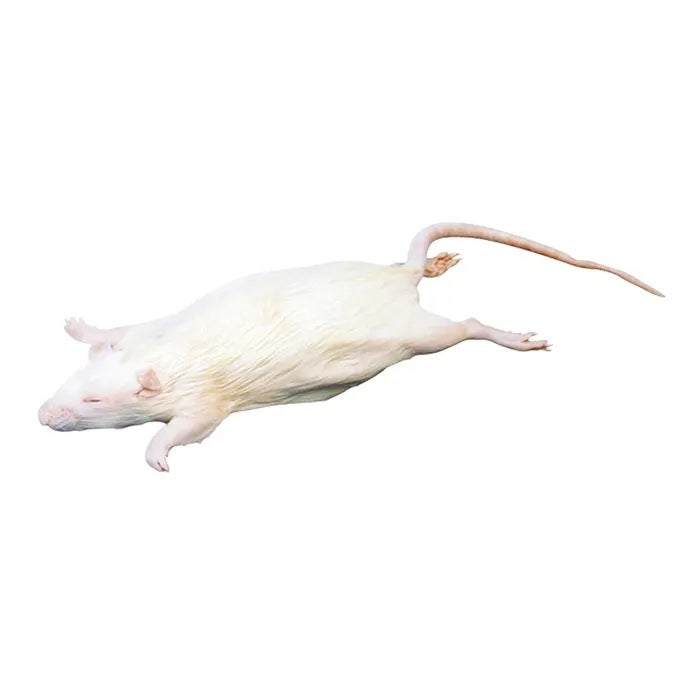 X0000NE30846-Frey Scientific Choice Preserved Rat, 7 to 9 Inches, Vacuum Sealed
