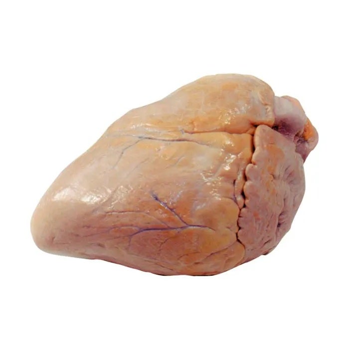 NE30848-Frey Scientific Choice Preserved Pig Heart, Vacuum Sealed