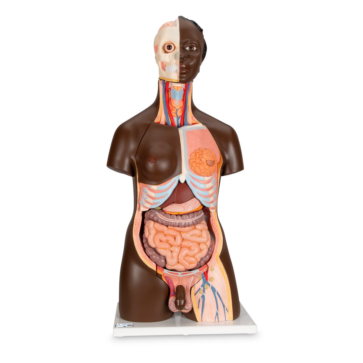 NE40364-3B Scientific Deluxe Torso Model - Dual Sex - African (24-Parts)