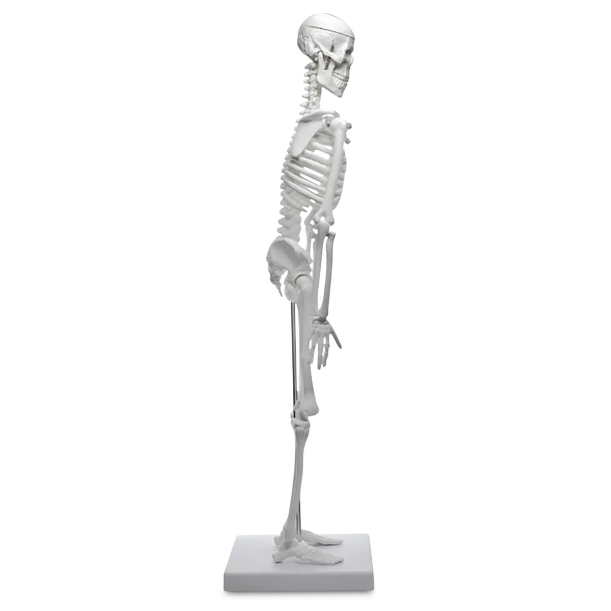 NE40636-Miniature Human Skeleton Model - 17.5 in.