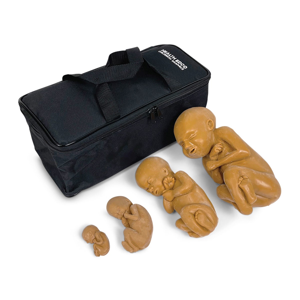 NE40697-Fetus Model Set - Medium