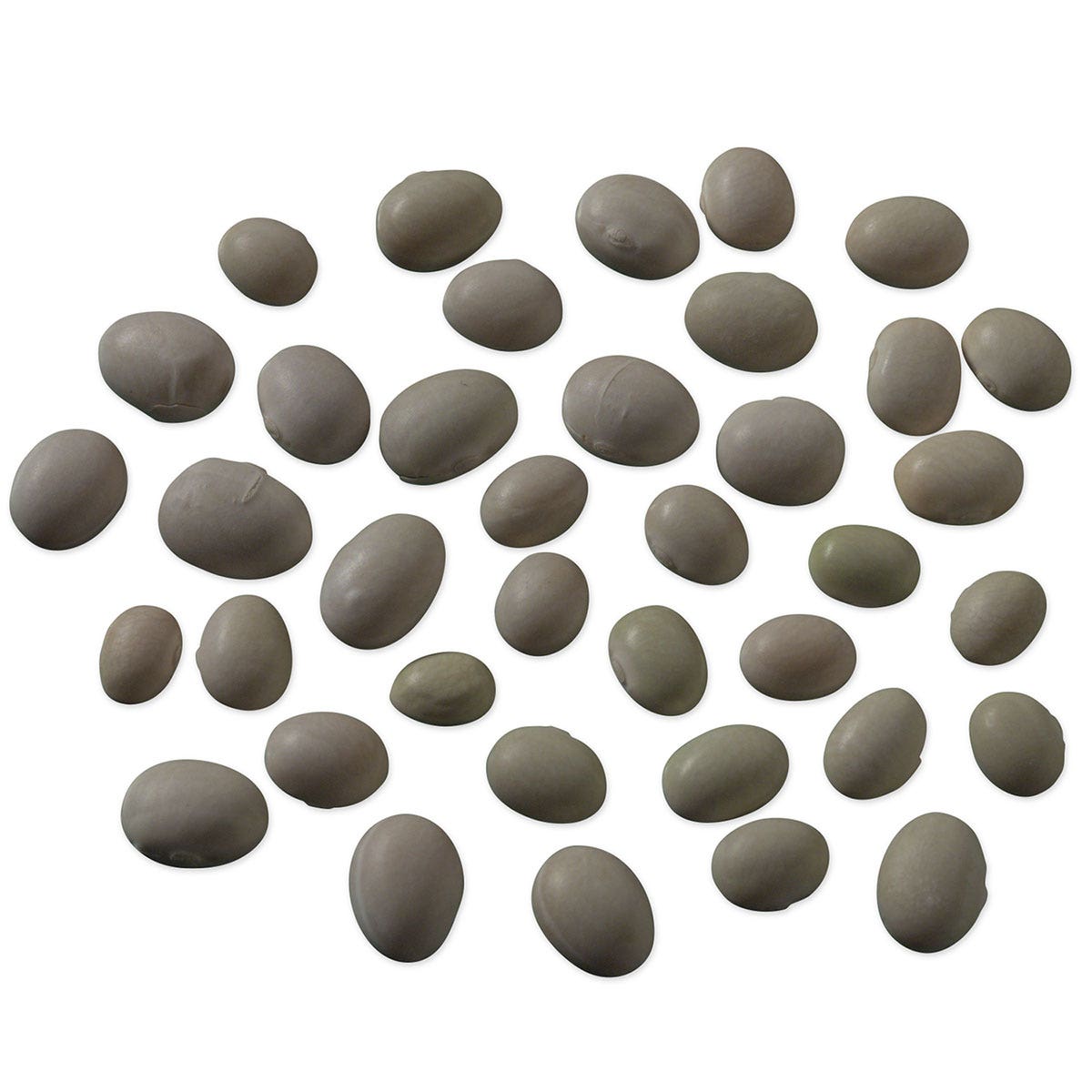 SA05718-Navy Bean Seeds for Germination