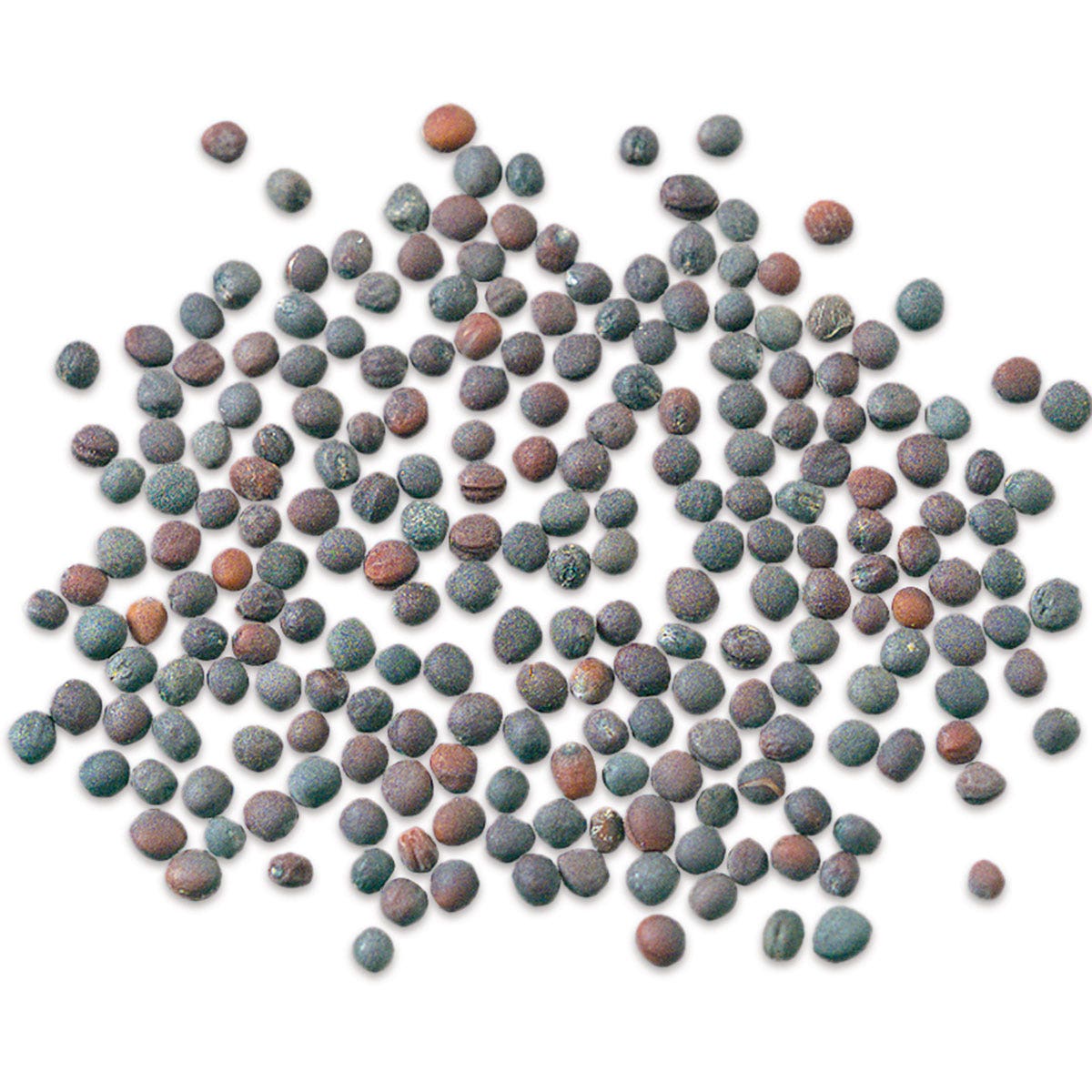 SA05729-Mustard Seeds for Germination