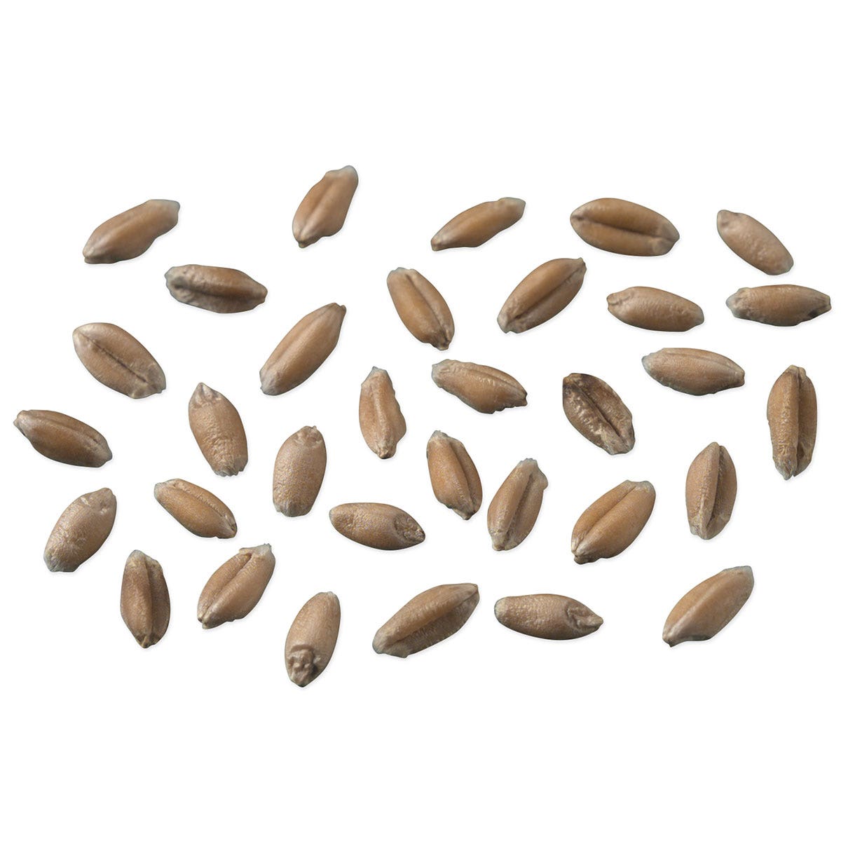 SA05740-Wheat Seeds for Germination
