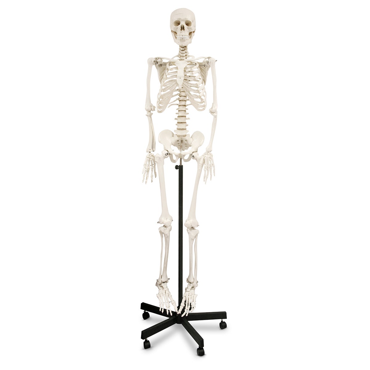 SB02011-Human Skeleton - 5 ft. 7 in.