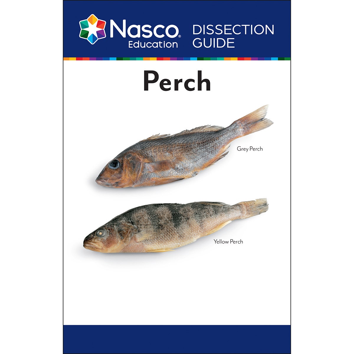 SB07313-Student Perch Dissection Guide