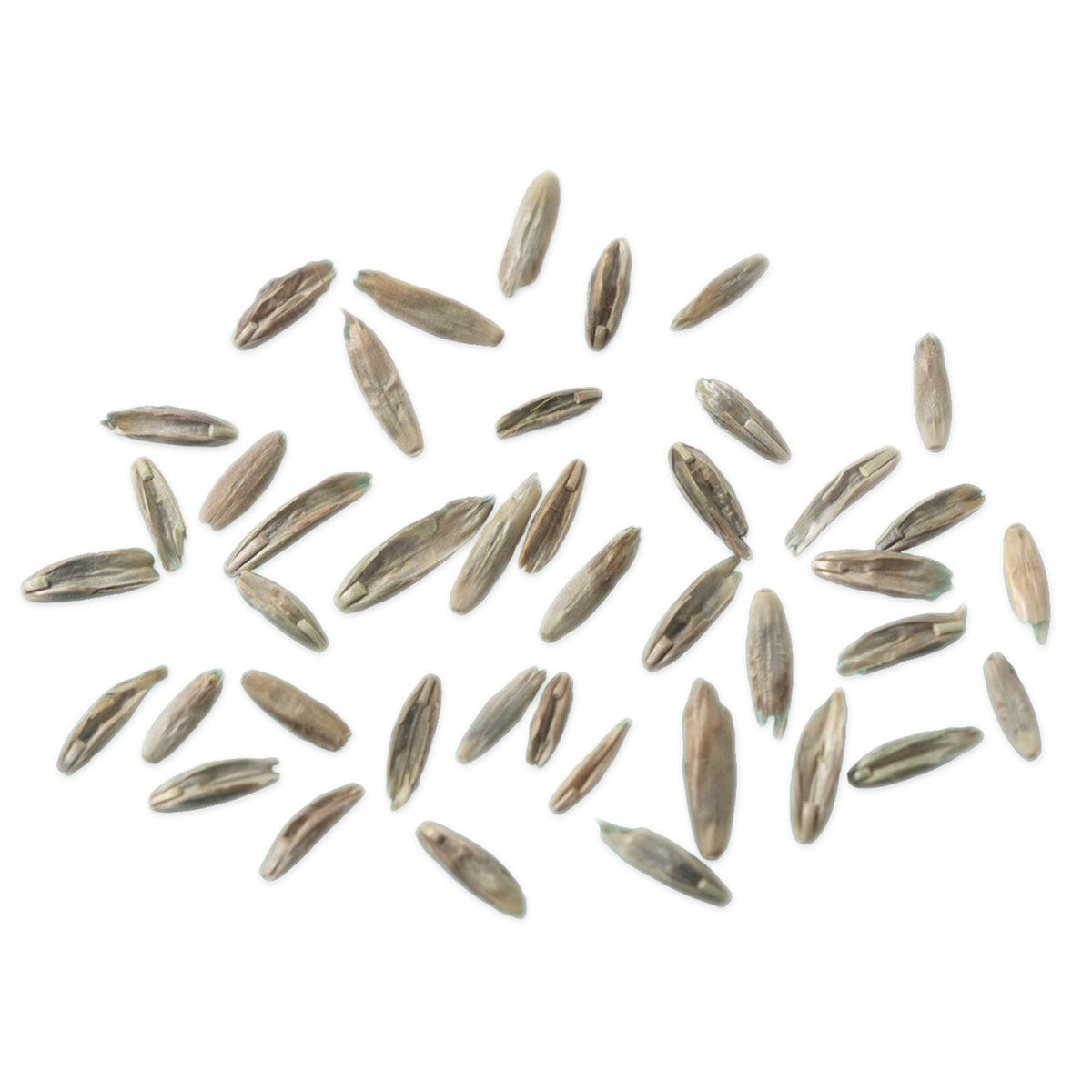 SB07330-Rye Grass Seeds for Germination