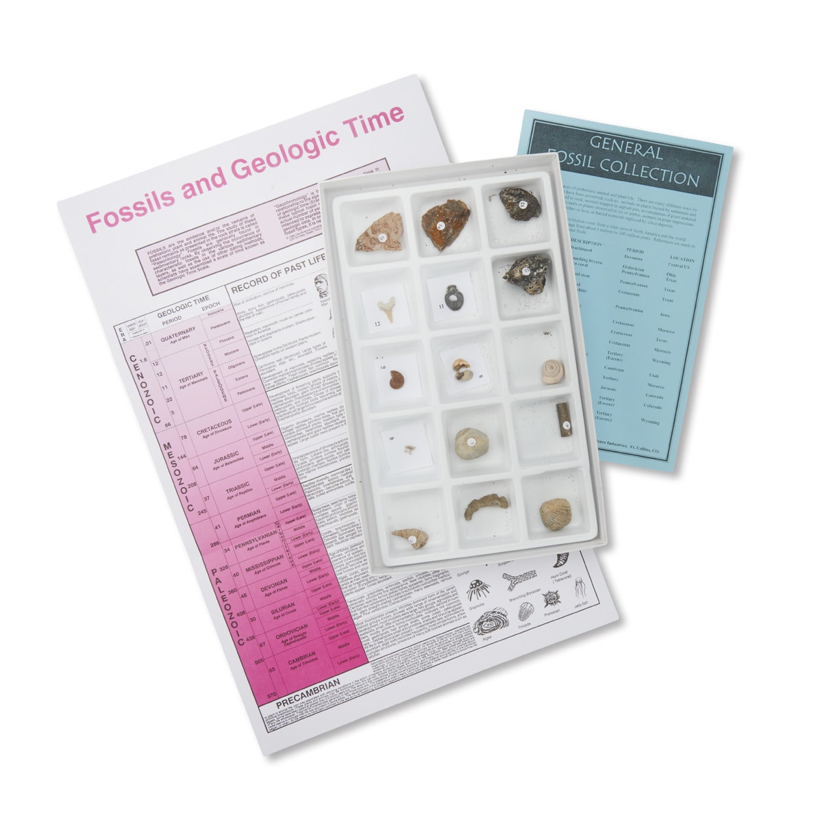 X0000SB10961-Fossil Collection