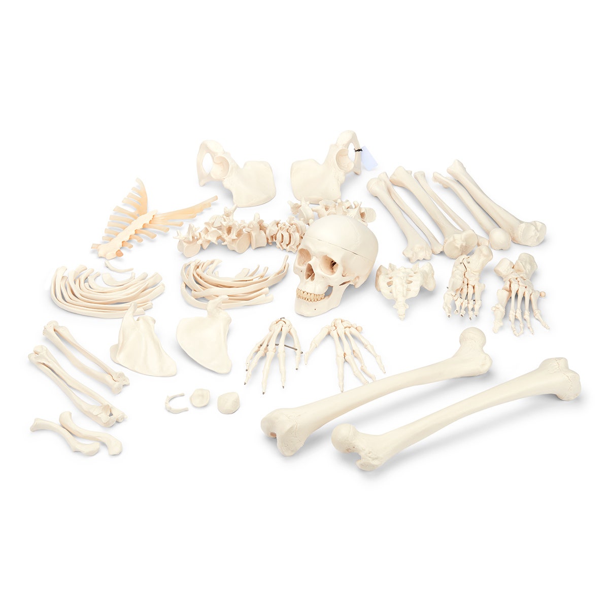 SB13487-3B Disarticulated Human Skeleton Model, Complete with 3-Part Skull