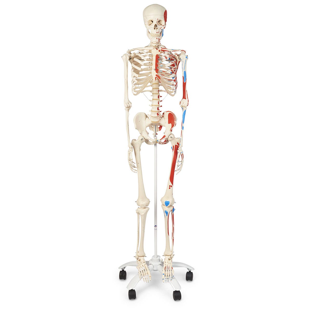 SB14901-American 3B Advanced Skeleton With Muscles
