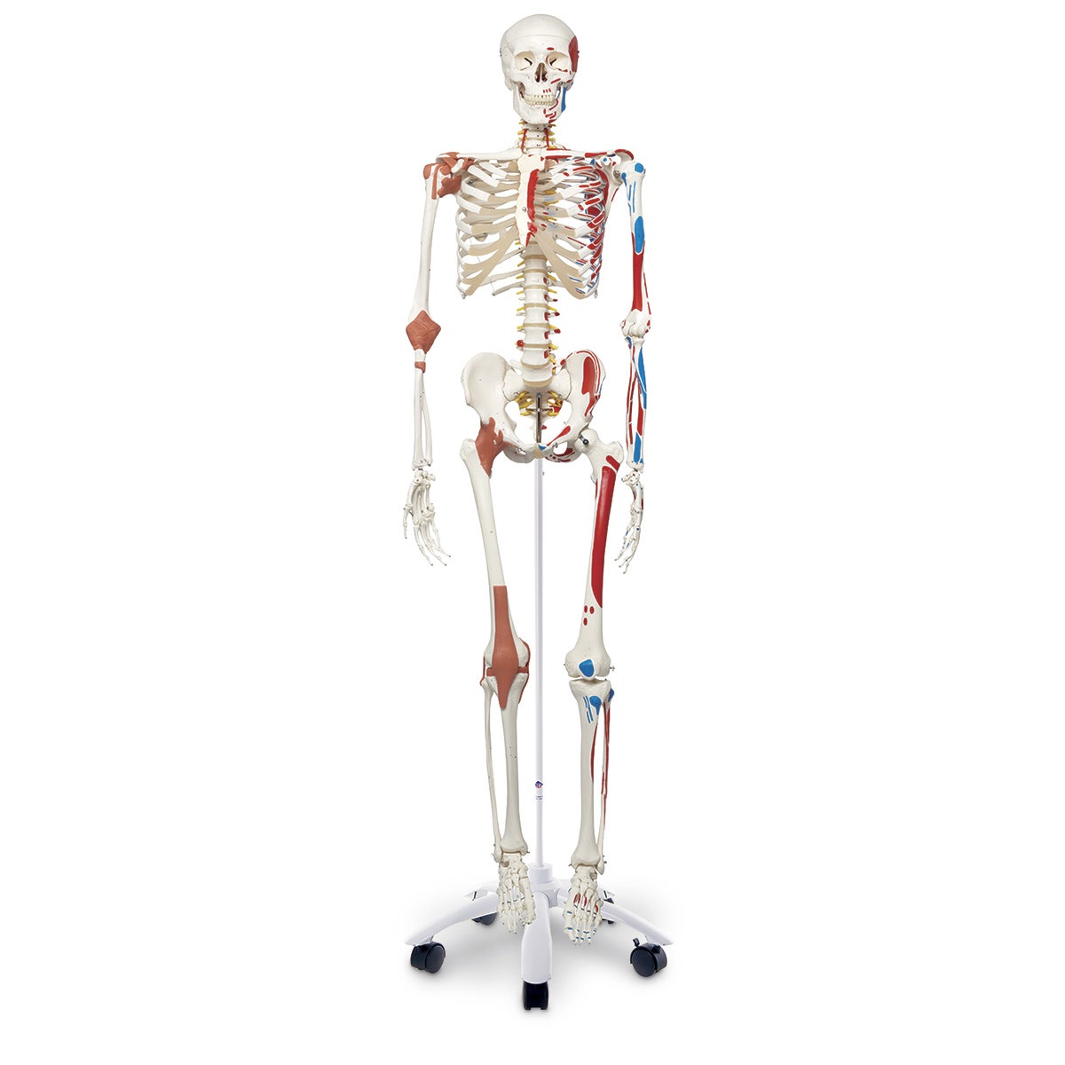 SB14921-3B Scientific Skeleton Model with Muscles and Ligaments