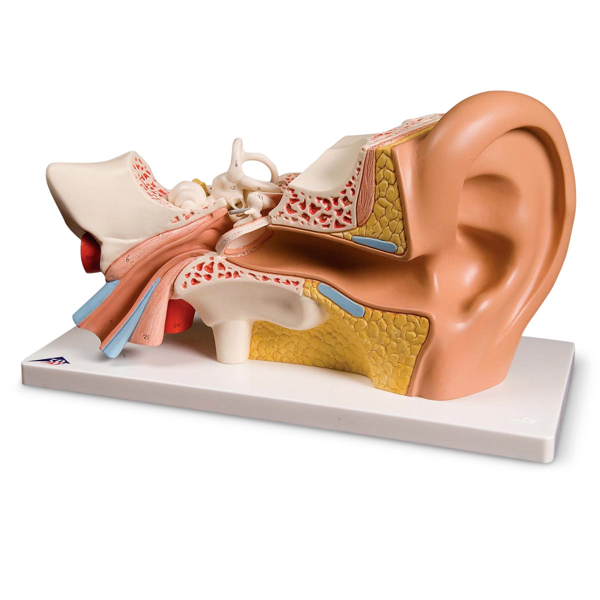 SB19254-Human Ear Anatomical Model