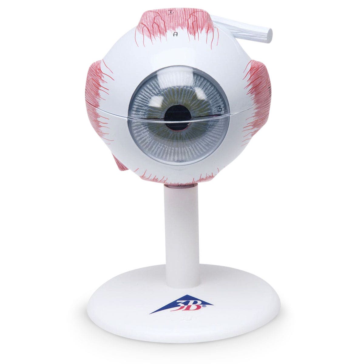 SB19256-Classic Eye (6-Part)