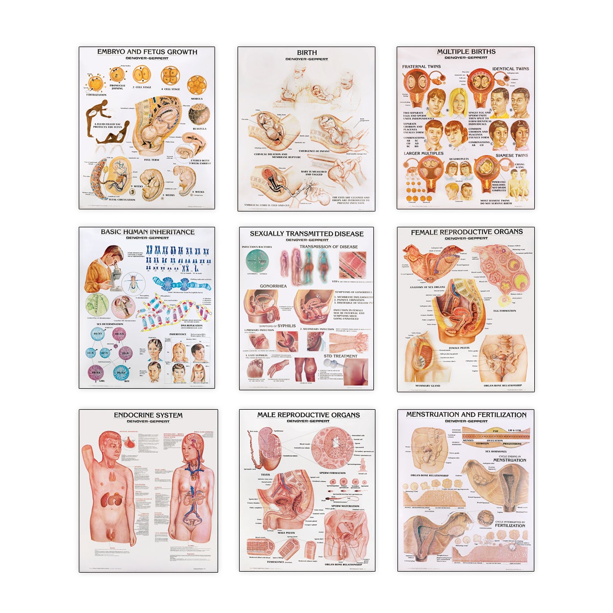SB21143-Sex Education Charts - 36 in. x 44 in. - Set of 9