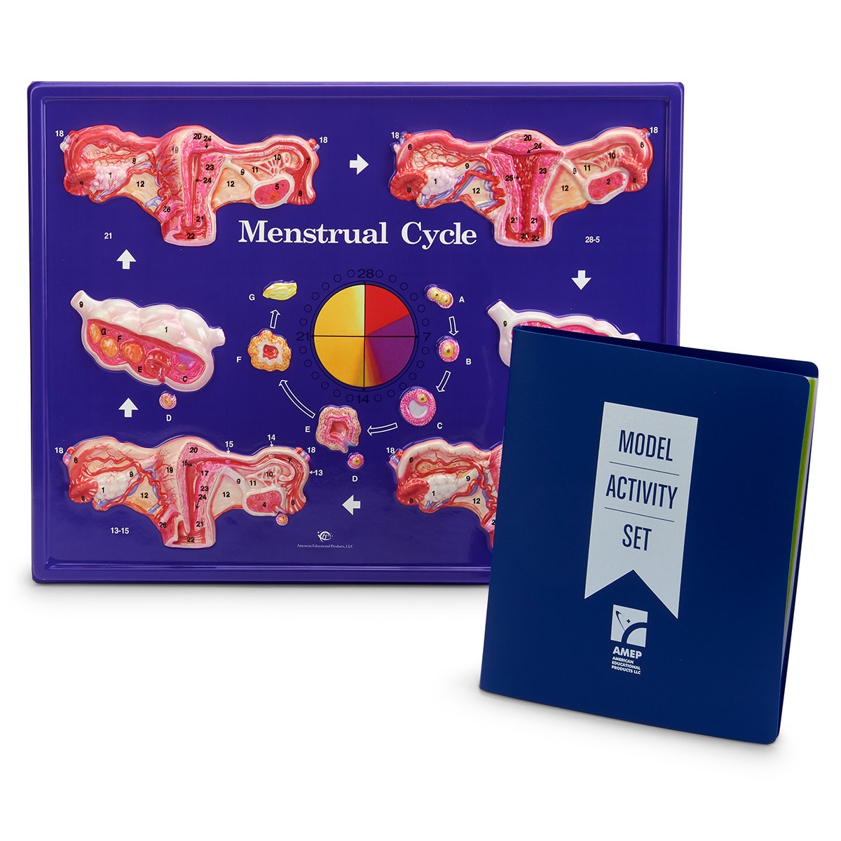 SB22319-Menstrual Model - 18 in. W x 24 in. H