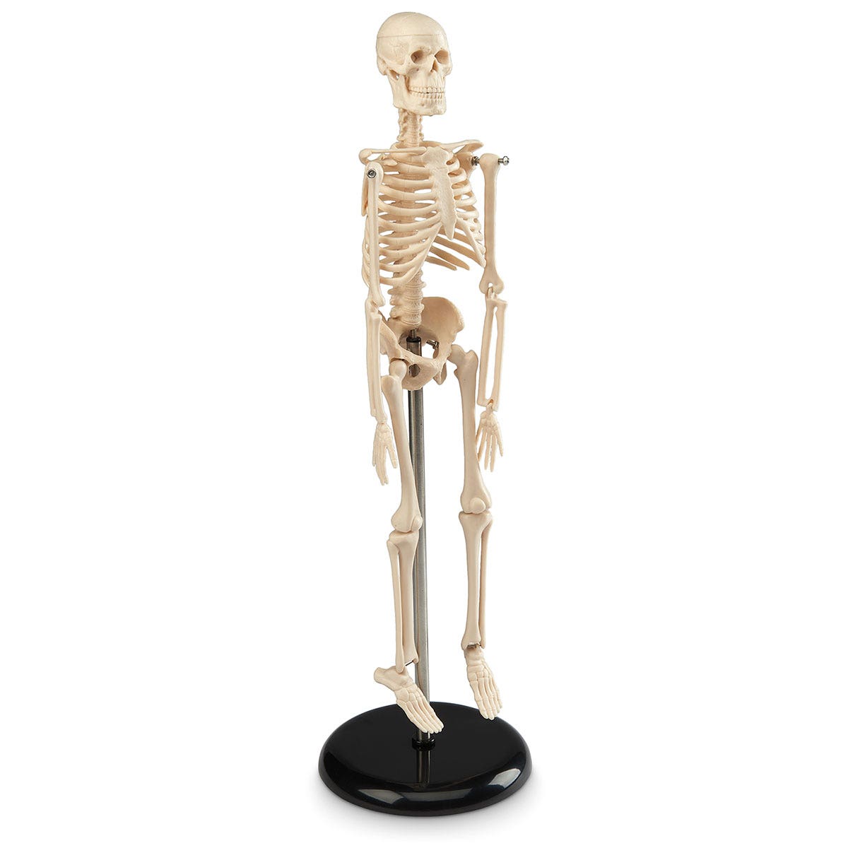 SB22563-16-1/2 in. Desktop Skeleton