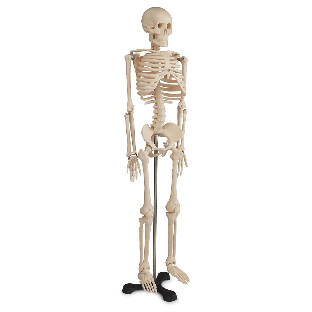SB22564-Economy 33-1/2 in. Skeleton