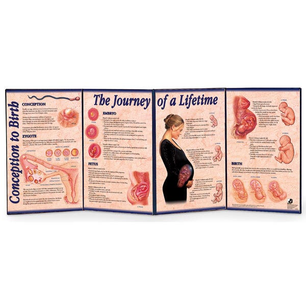SB23386-Conception to Birth Folding Display