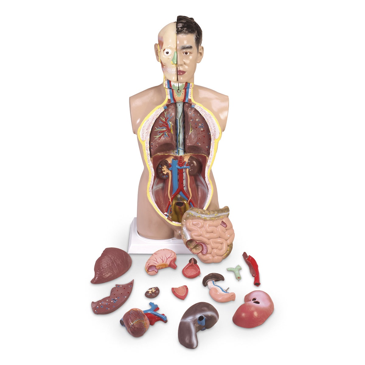 SB25195-Human Torso - 20-Part