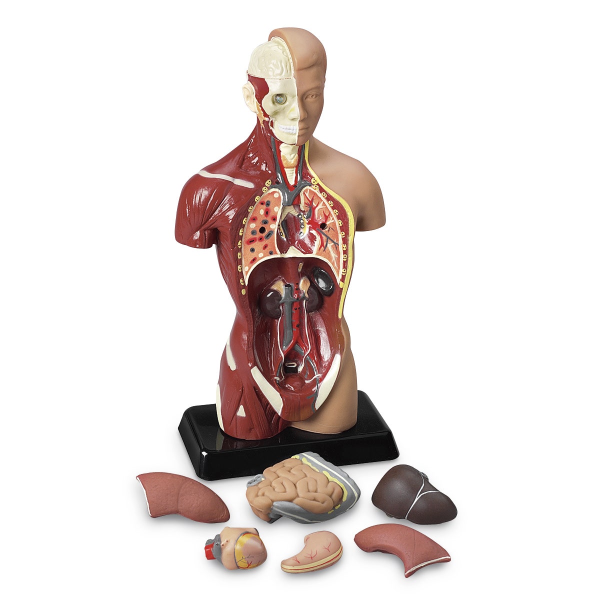 SB25196-Sexless Human Torso - 10 in.