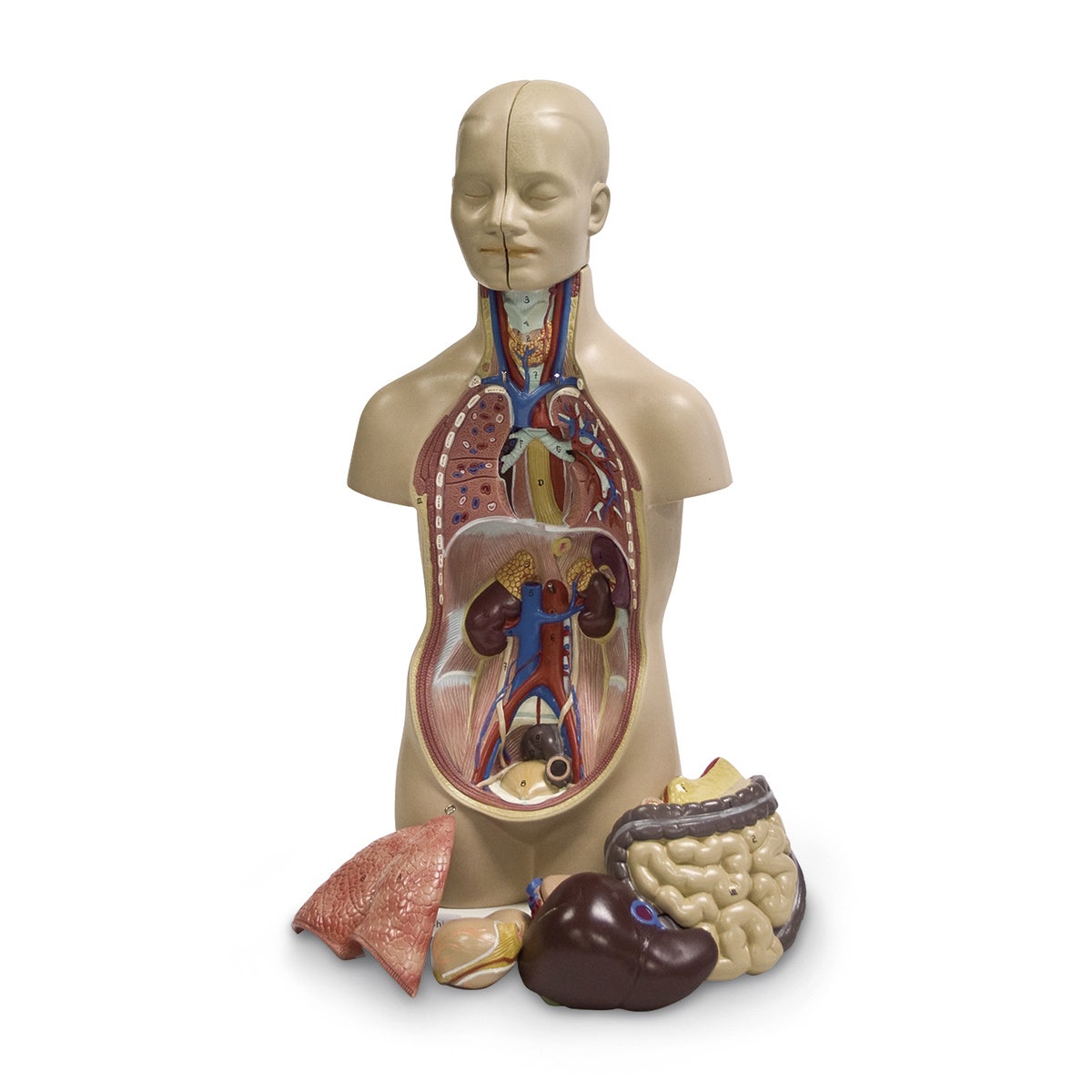 SB25198-Genderless Human Torso (12-Part)