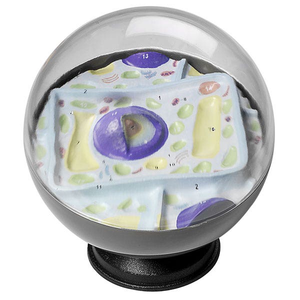 SB25312-Plant Cell Model