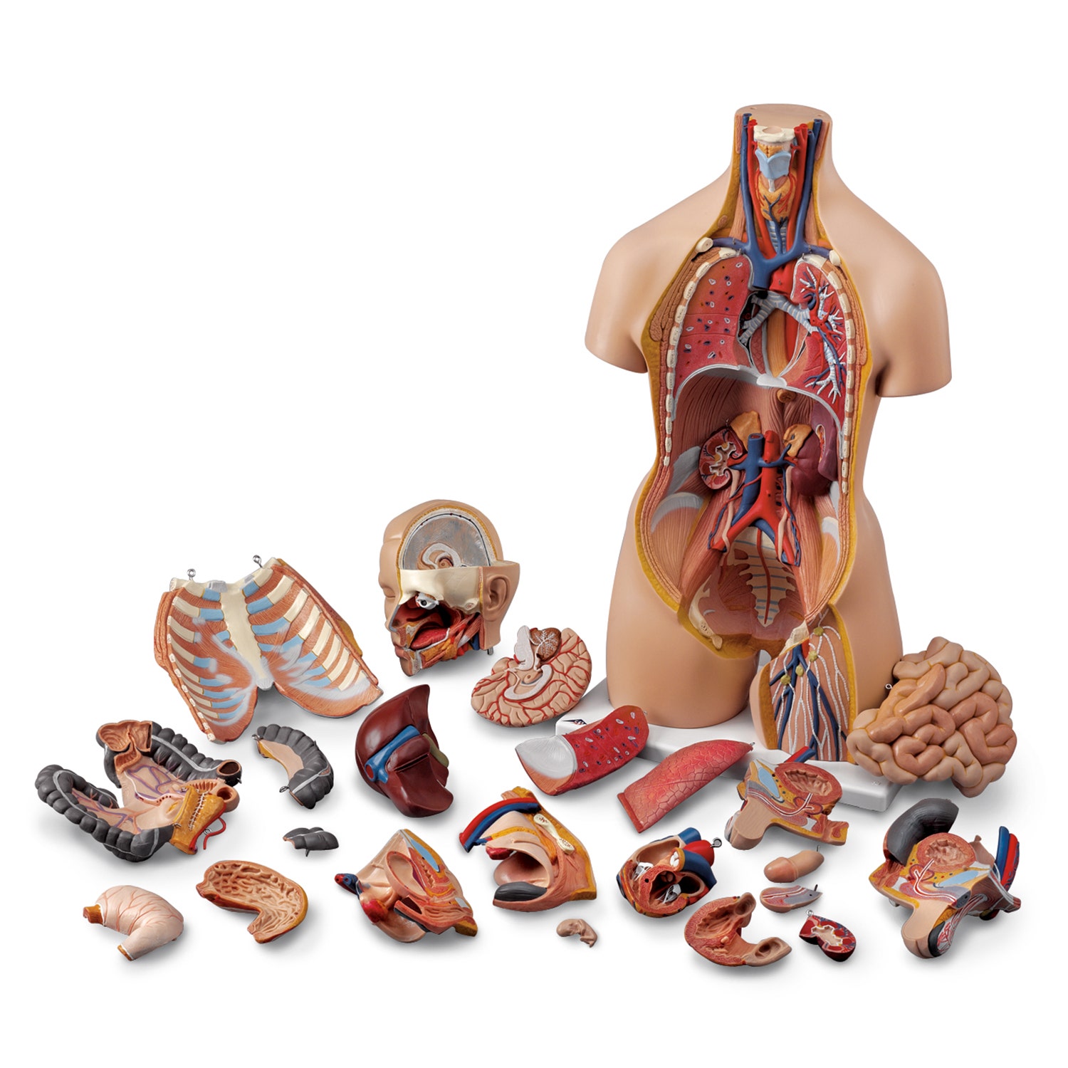 SB25326-American Deluxe Dual Sex Torso, 3-Part Head- 15 in. x 10 in. x 34 in.