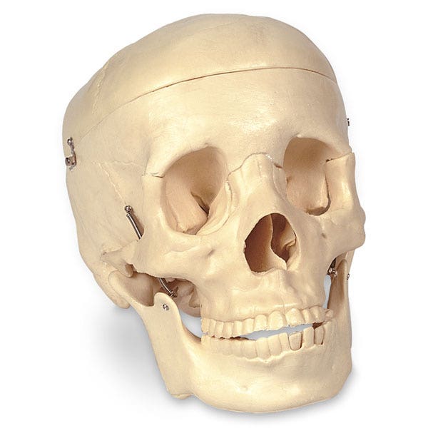 SB25937-Economy Human Skull