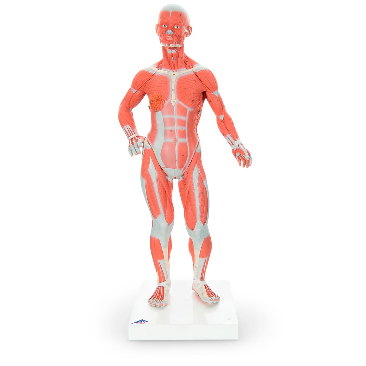 SB27605-American 3B Muscular Figure (1/4 Life-Size)