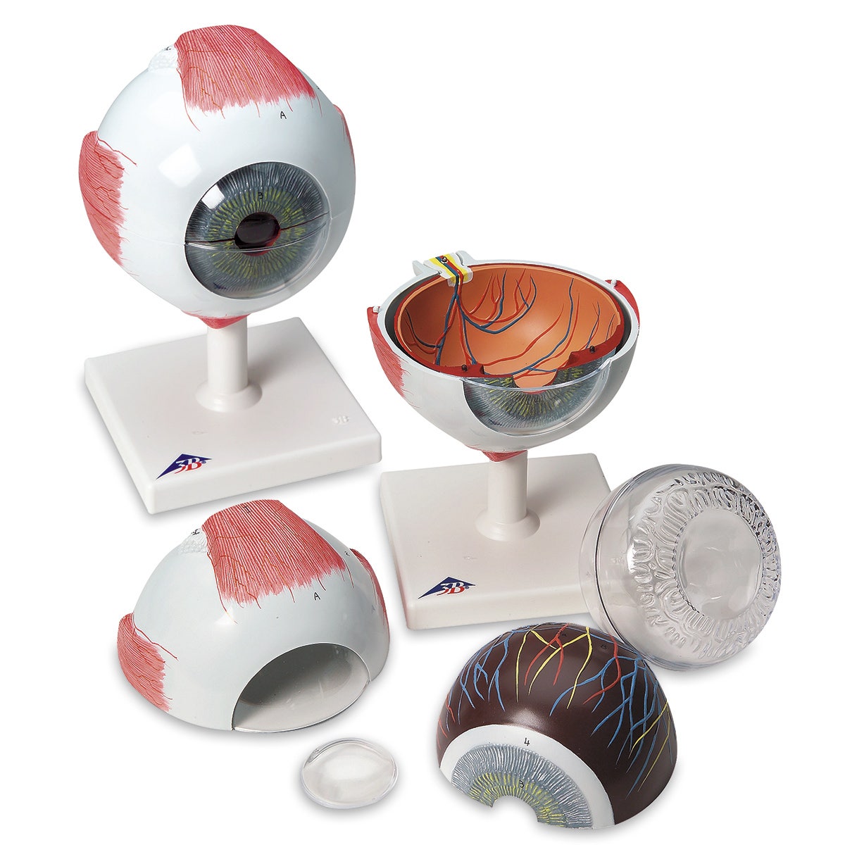 SB27614-Giant Eye Model