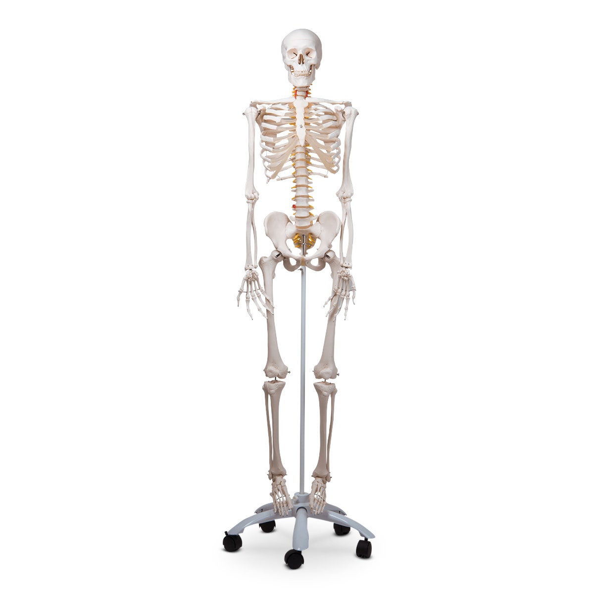 SB27618-Fred the Flexible Skeleton