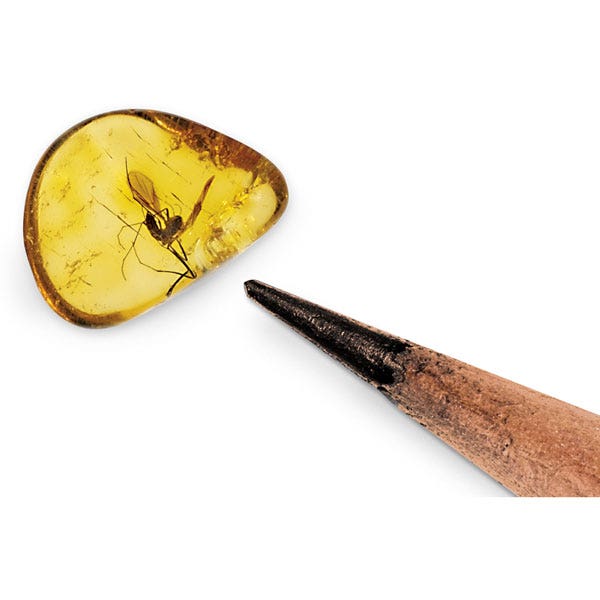 SB28498-Polished Amber with Ancient Insects